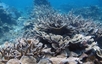 Khanh Hoa exerts efforts to preserve marine ecosystems